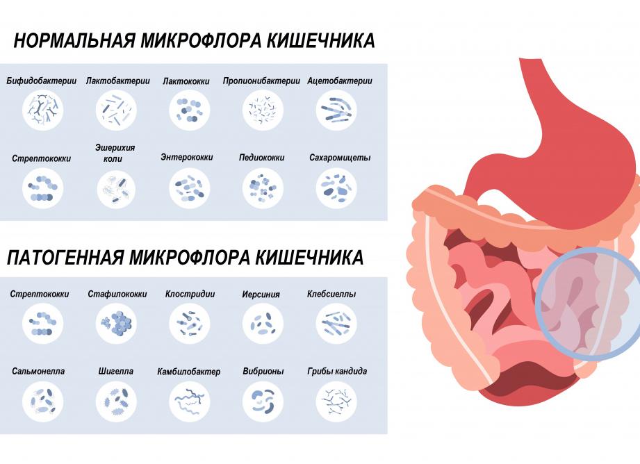 Черно зеленый кал у взрослого