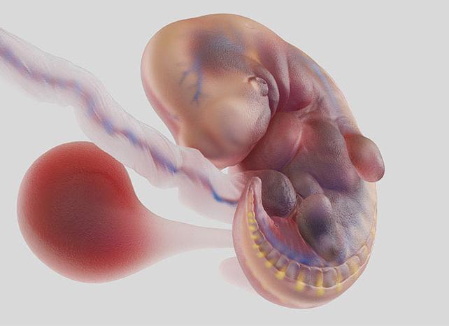 6 недель эмбрион