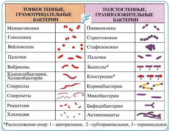 Гонококки в мазке что это