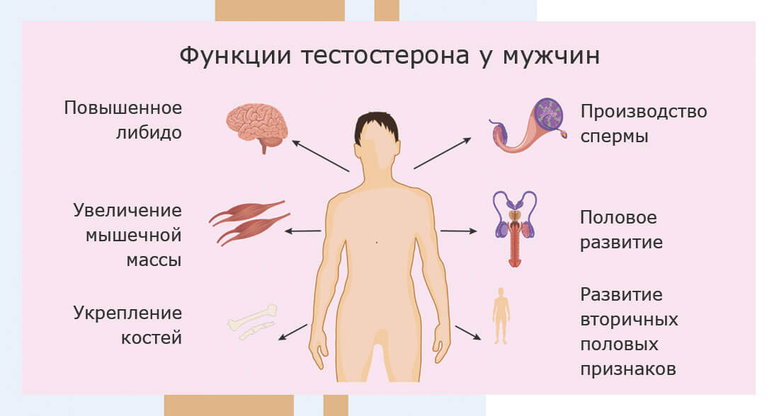 Гормон ттг у мужчин за что отвечает