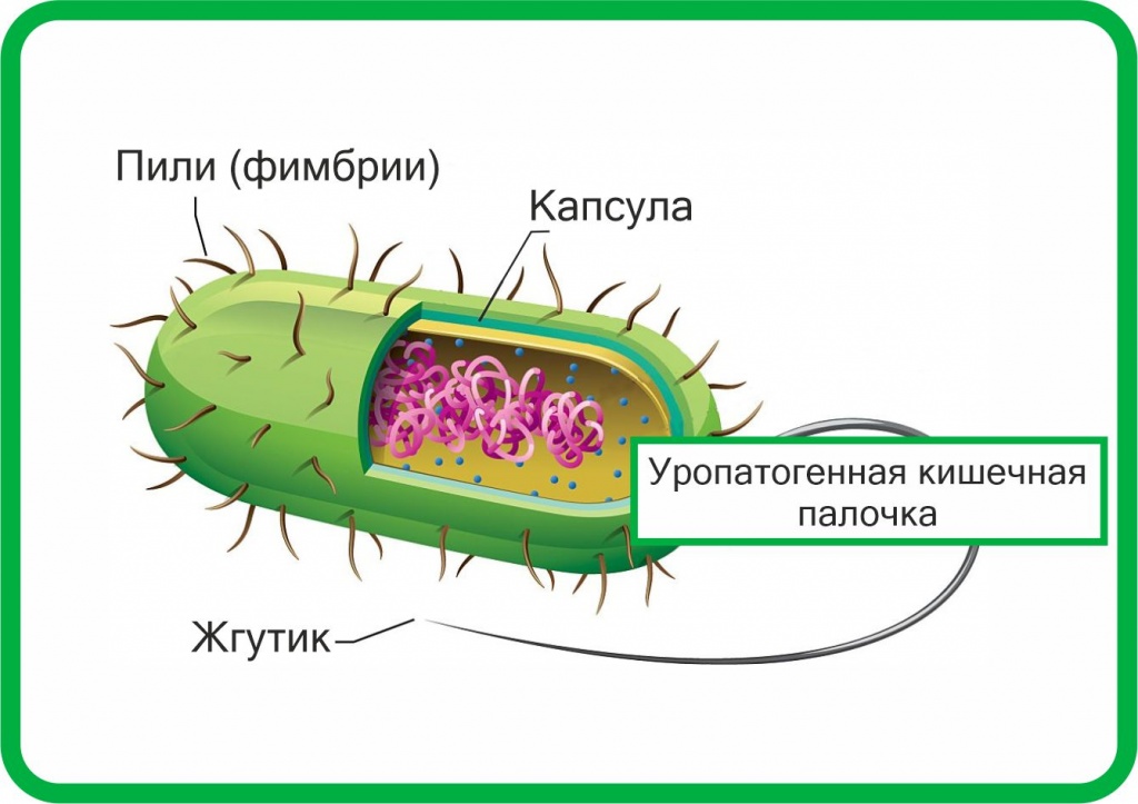 Кишечная палочка это бактерия