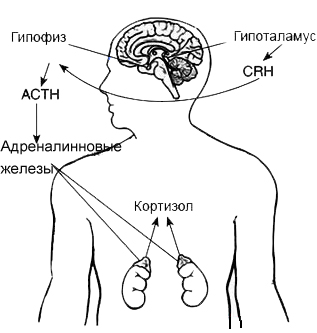 Кортизол что это