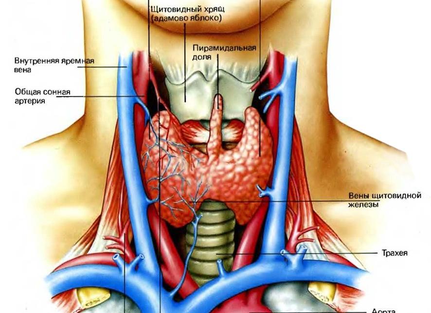 Для чего щитовидная железа