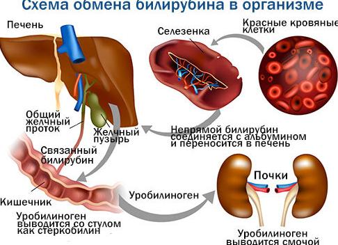Билирубин повышен что значит в крови у женщин