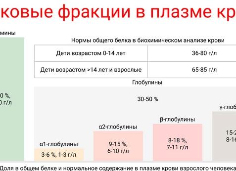 Белок общий ниже нормы