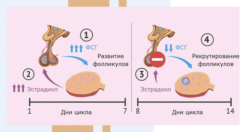 Анализ эстрадиол что это
