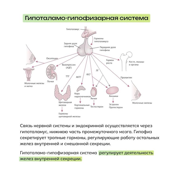 Гипоталамус гормон роста