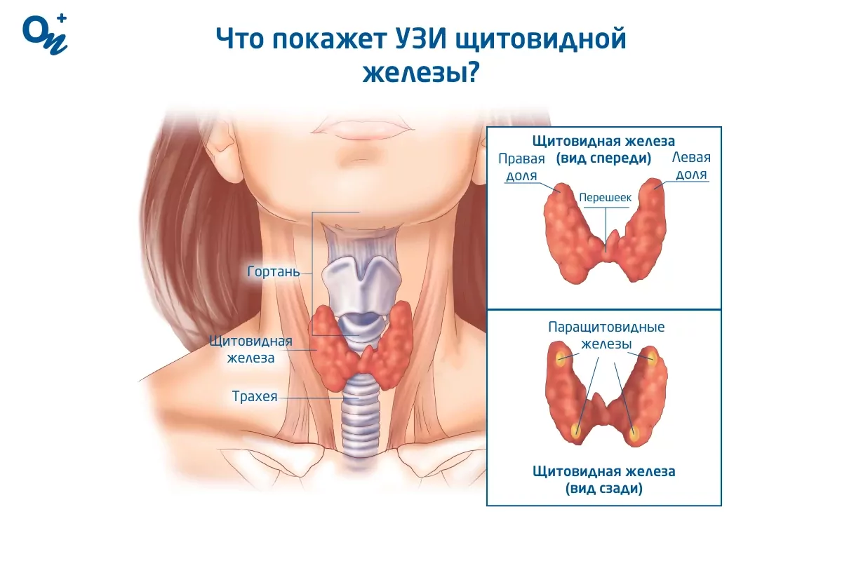 Как делают узи щитовидной железы женщинам