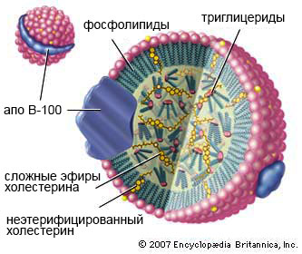 Липопротеиды низкой плотности