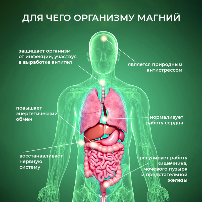 Магний в организме человека функции