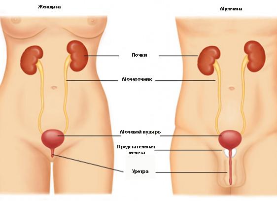 Мочеполовая система у женщин Мочеполовая система у женщин