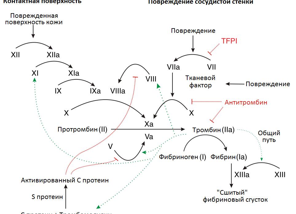 Кровь на свертываемость