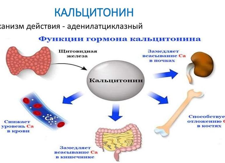 Кальцитонин механизм действия