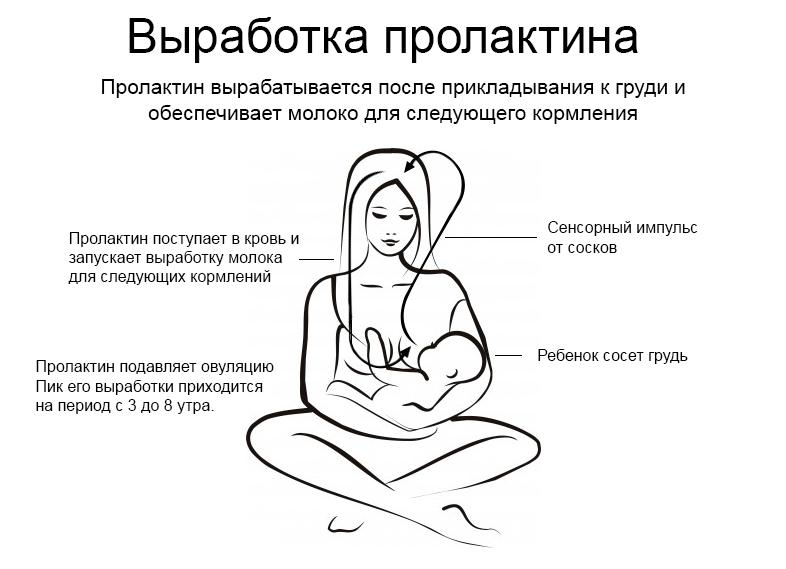 Как правильно сдавать кровь на пролактин женщине