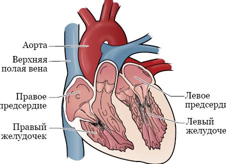 Гемоглобин 40 причины у женщины