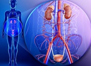Болезни органов мочевыделительной системы Болезни органов мочевыделительной системы