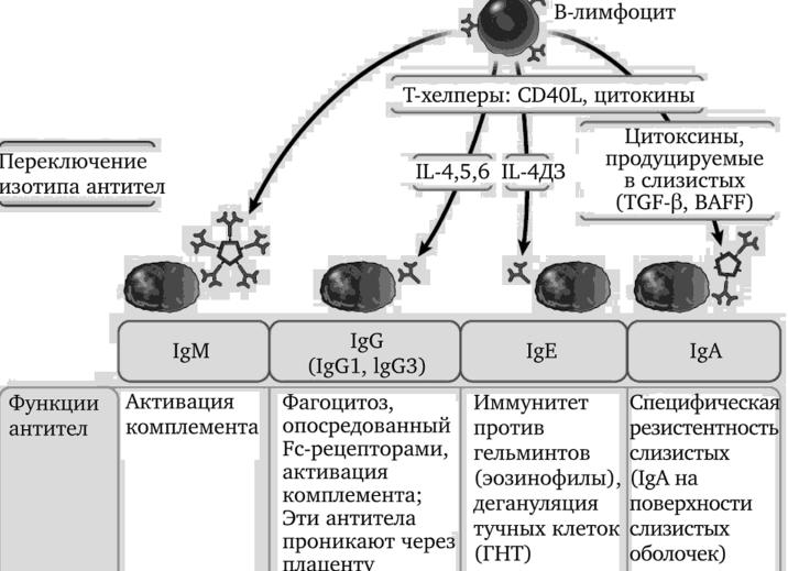 Антитела выполняют функции