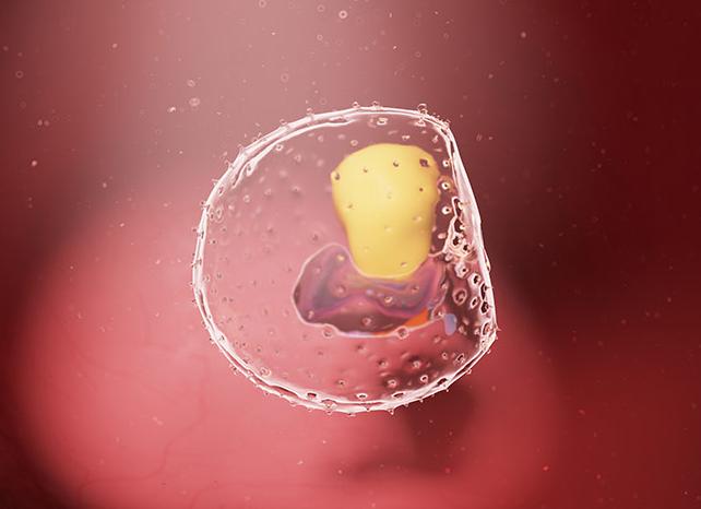 3 эмбриональная неделя