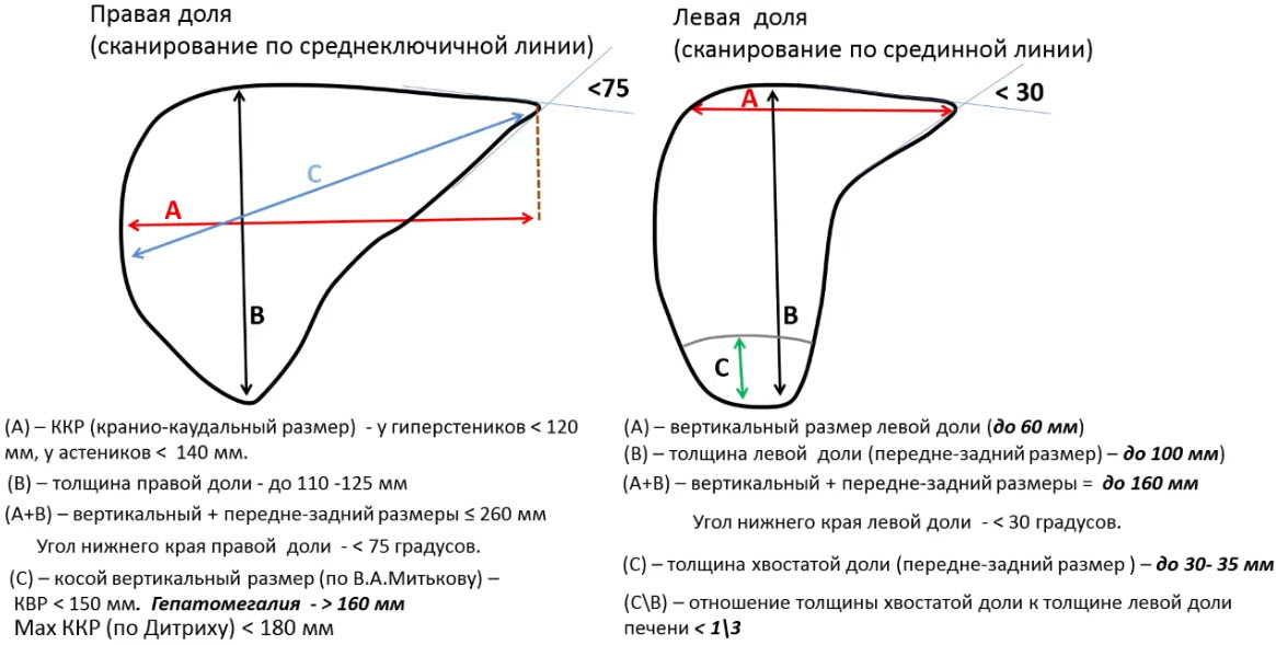 Краниокаудальный размер печени норма