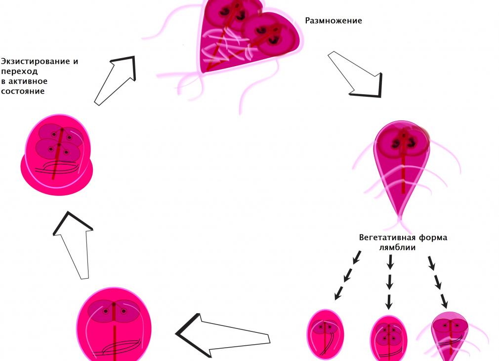Как выявить лямблии