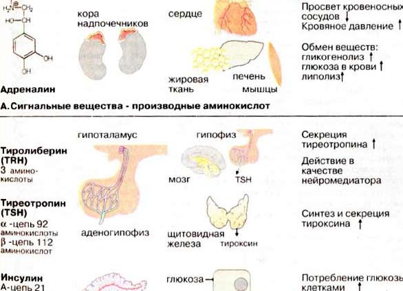 Гипоталамус клетки вырабатываемые гормоны Гипоталамус клетки вырабатываемые гормоны