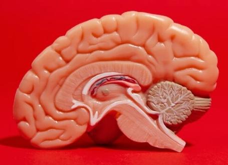 Фото рак мозга