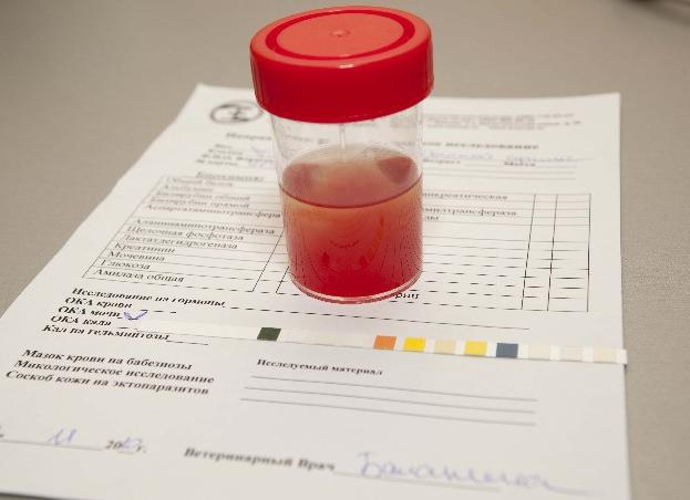 Если в моче кровь у женщин что это значит