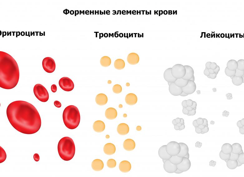 Эритроциты и лейкоциты