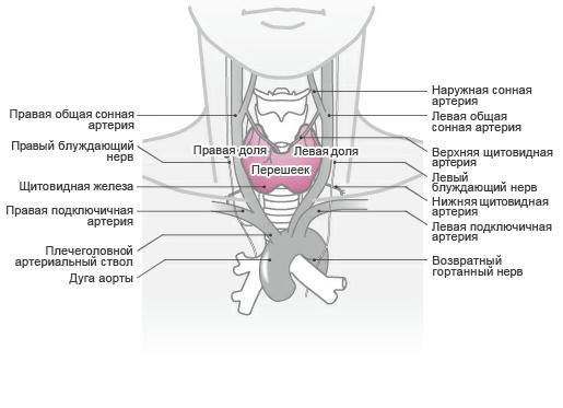 Что делает щитовидная железа