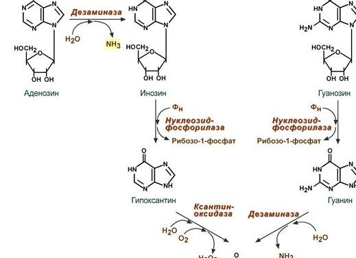 Биохимия мочевая кислота