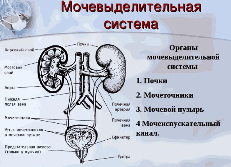 Анатомия мочевая система