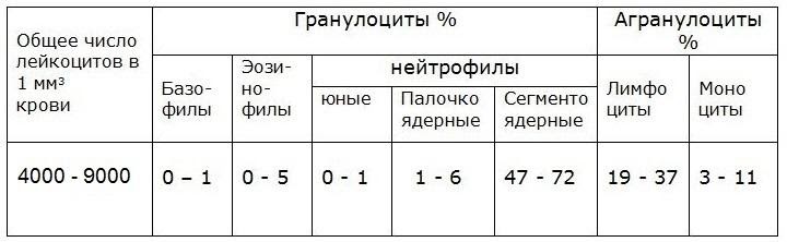 Анализ крови лейкоциты норма