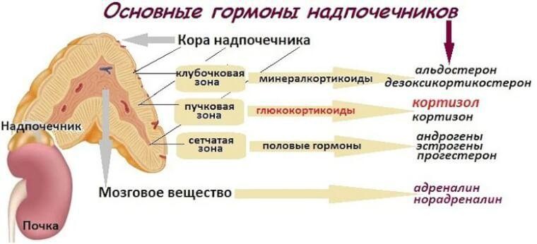 Гормон надпочечников название