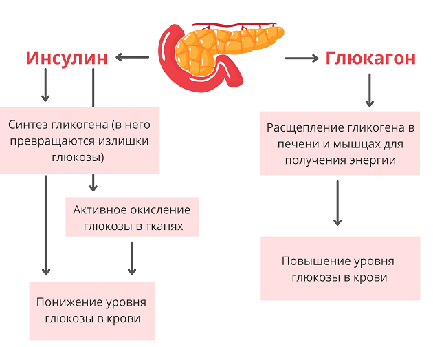 Гормон поджелудочной железы