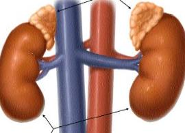 Кто лечит надпочечники Кто лечит надпочечники