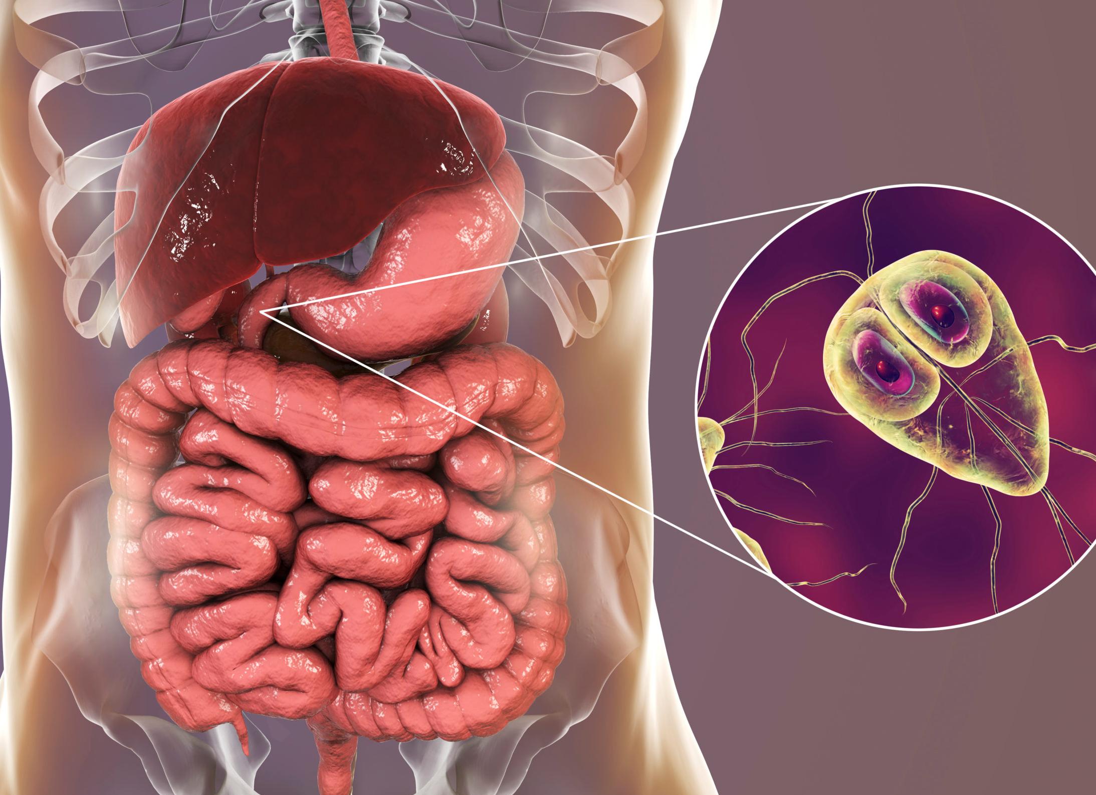 Как проверяют на лямблиоз Как проверяют на лямблиоз