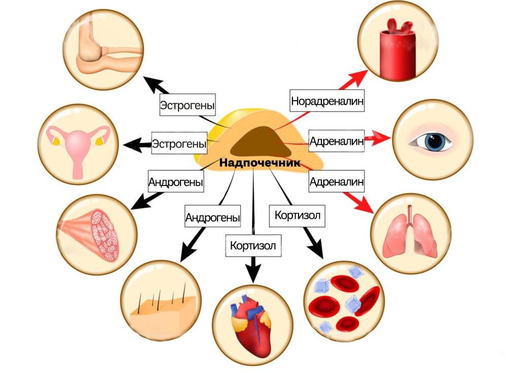 Гормоны надпочечников названия анализы для женщин