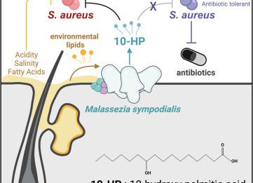 Что такое стафилококк и как он проявляется