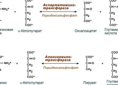 Биохимическое исследование крови на алт аст ггт щф