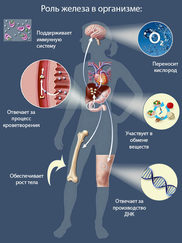 Гемоглобин за что отвечает