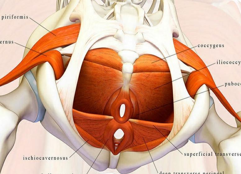 Мышцы малого таза у женщин