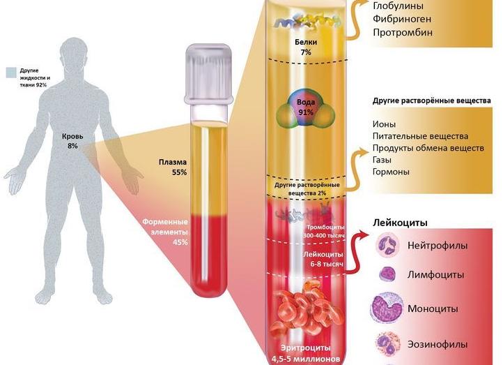 Кровь на протромбин