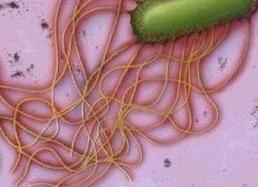 Хламидии в крови что это значит