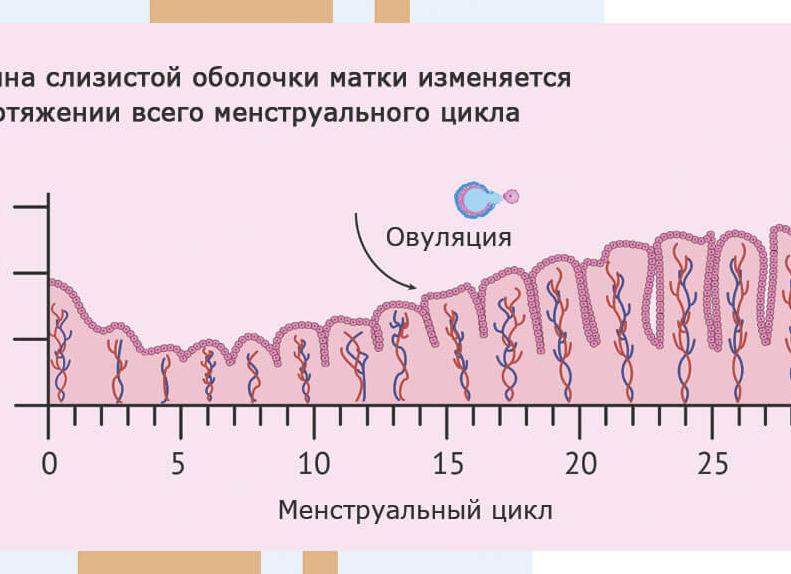 Эндометрий 11 мм что это значит при задержке