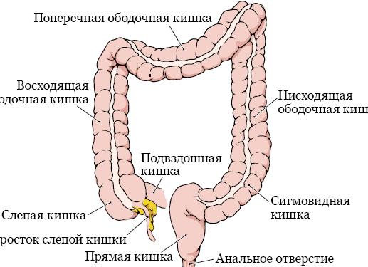 Болит толстая кишка Болит толстая кишка