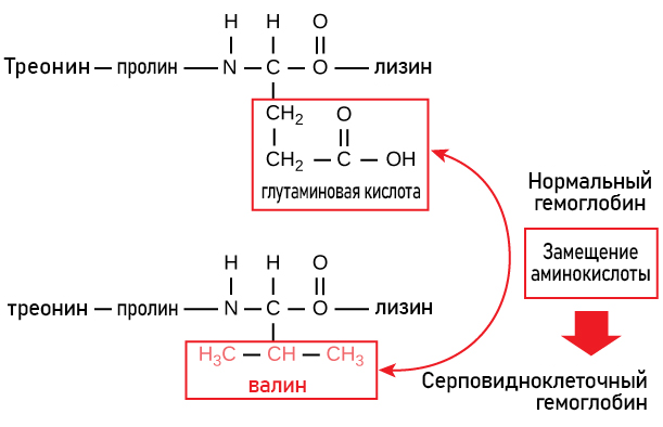 Гемоглобин уровень организации