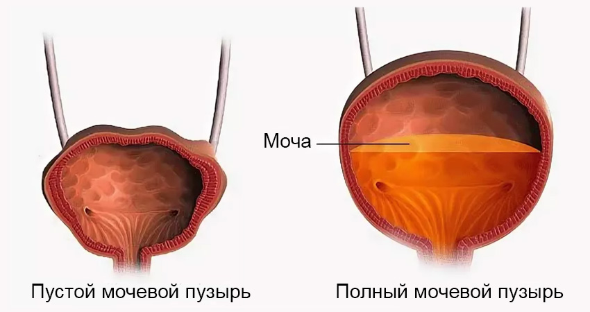 Как быстро вода попадает в мочевой пузырь