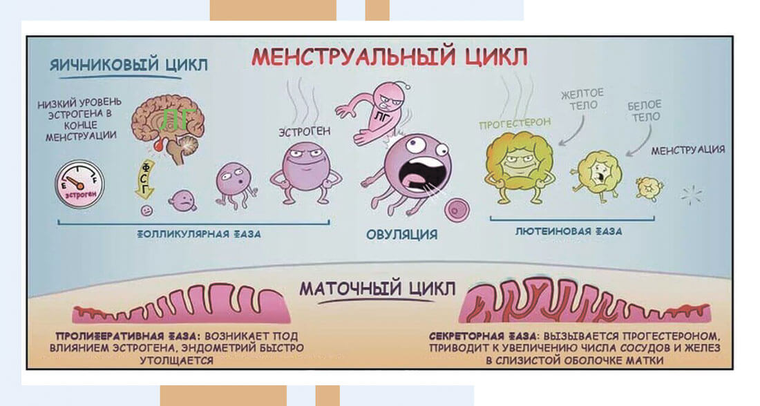 Лютеотропин повышен у женщин