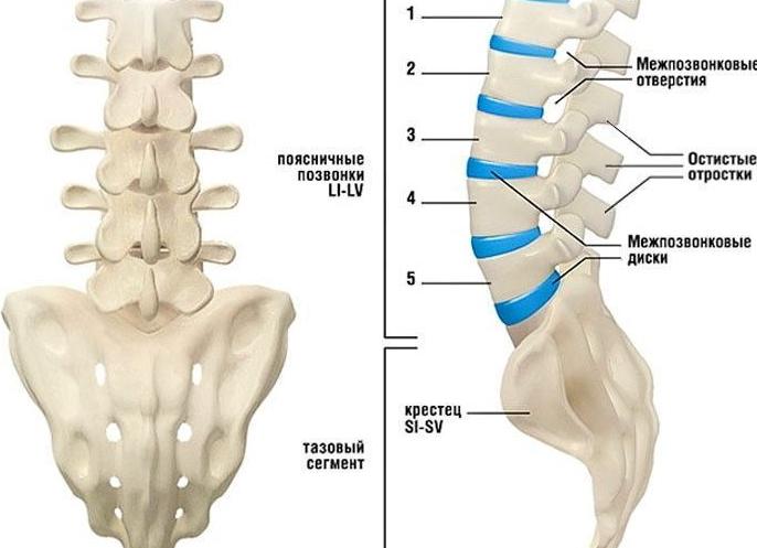 Крестцово копчиковый отдел позвоночника