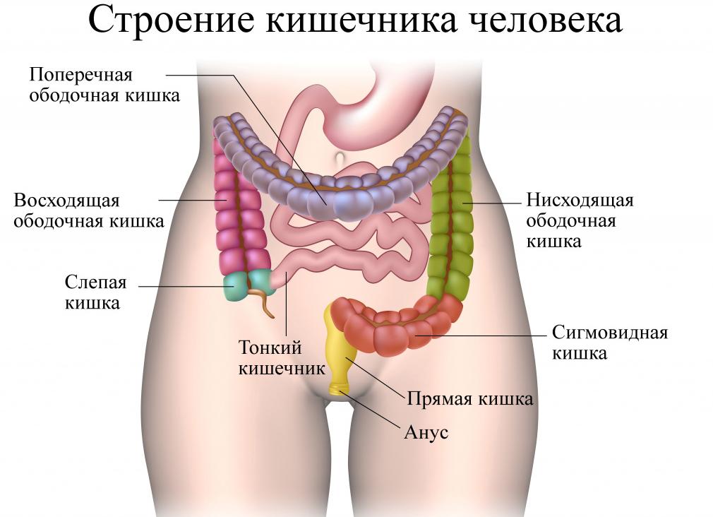 Как обследуют тонкий кишечник